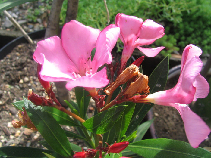 Nerium oleander (Charles Murcott) - simplu roz