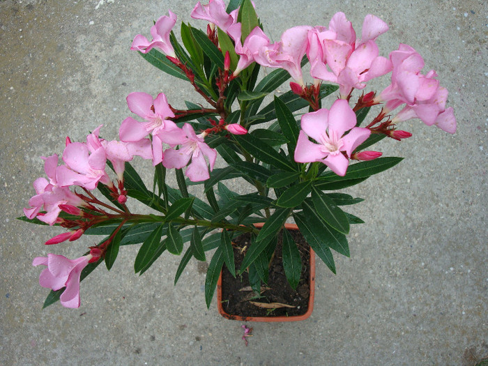 Nerium oleander (Charles Murcott) - simplu roz