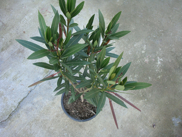 Nerium oleander (Charles Murcott) - simplu roz, fructe - Genul Nerium