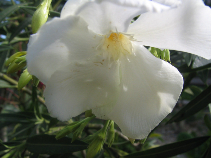 Nerium oleander (Mont Blanc) -dublu alb - Genul Nerium