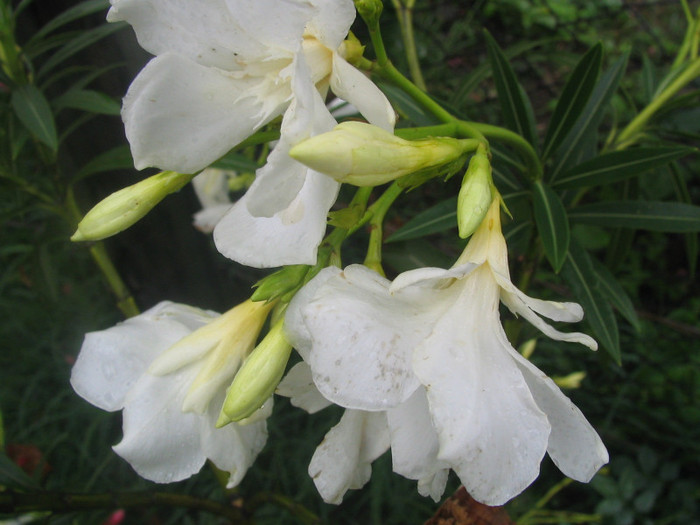 Nerium oleander (Mont Blanc) -dublu alb
