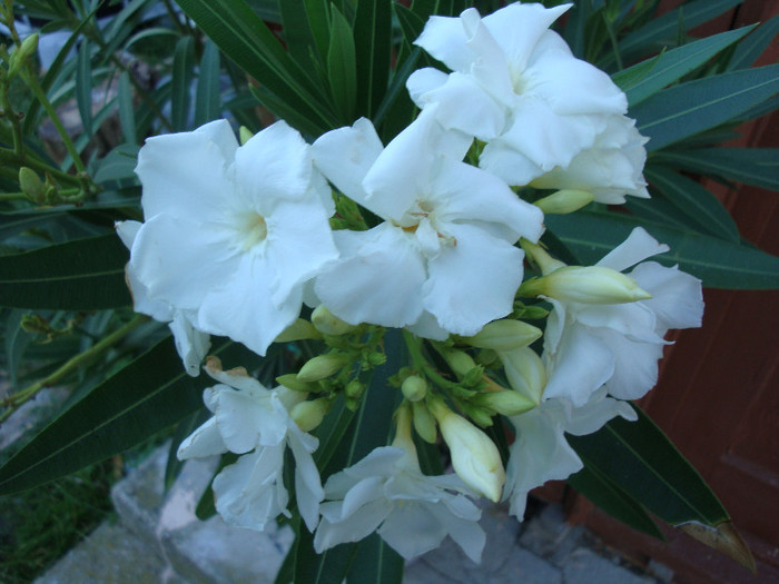 Nerium oleander (Mont Blanc) -dublu alb - Genul Nerium