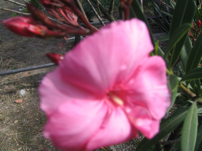 Nerium oleander (Mrs. Allen) -dublu roz - Genul Nerium