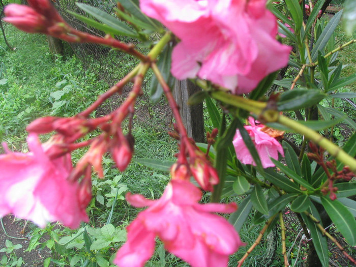 Nerium oleander (Mrs. Allen) -dublu roz