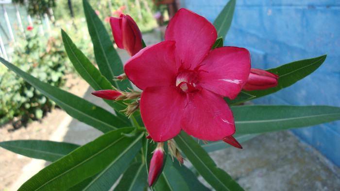 Nerium oleander - simplu rosu