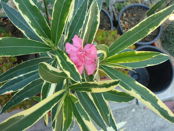 Nerium oleander 'Variegata' -dublu roz - Genul Nerium