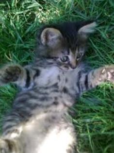 images (48) - PISICUTE SCUMPE