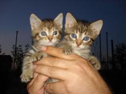 images (51) - PISICUTE SCUMPE