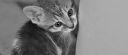 images (58) - PISICUTE SCUMPE