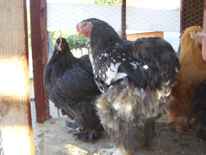 COCHIMCHINA - I TINERET 2011