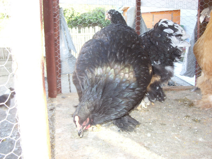 COCHIMCHINA - I TINERET 2011