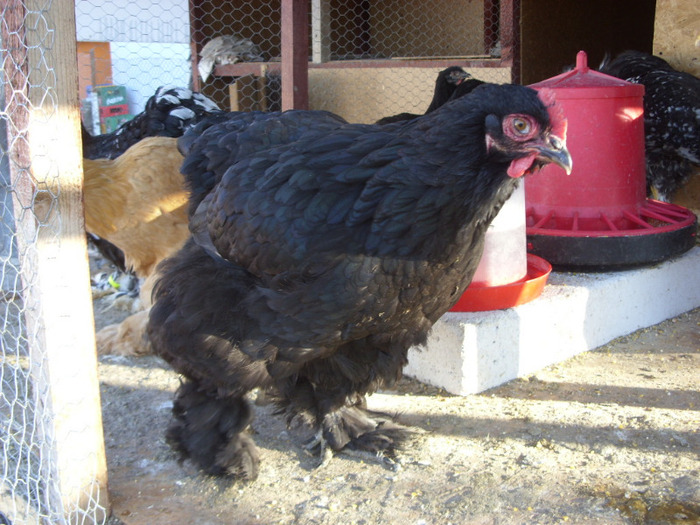 COCHIMCHINA - I TINERET 2011