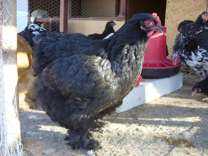 COCHIMCHINA - I TINERET 2011
