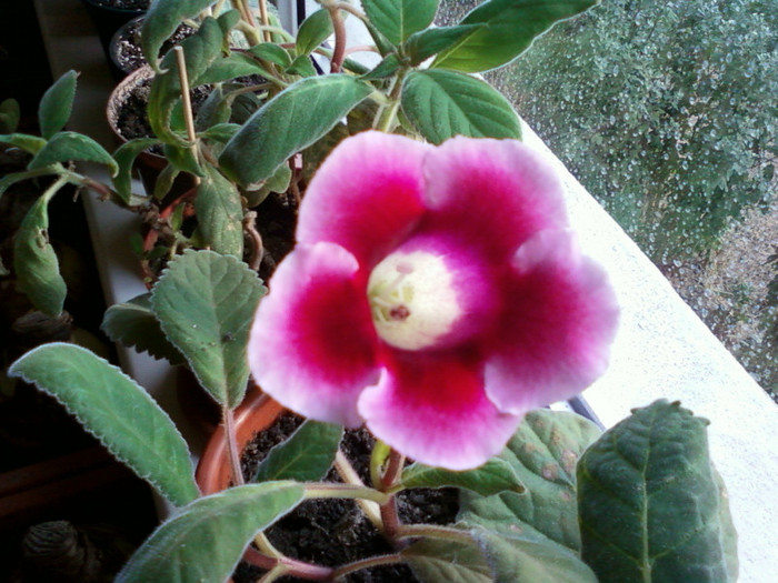 multumesc georgiana - gloxinia 2011