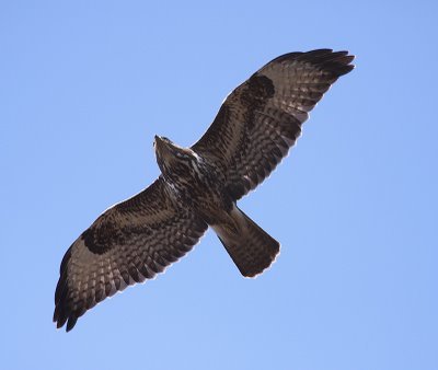 buteo1x - dusmanii porumbeilor