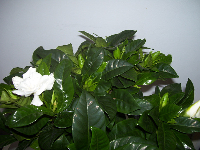 Gardenia