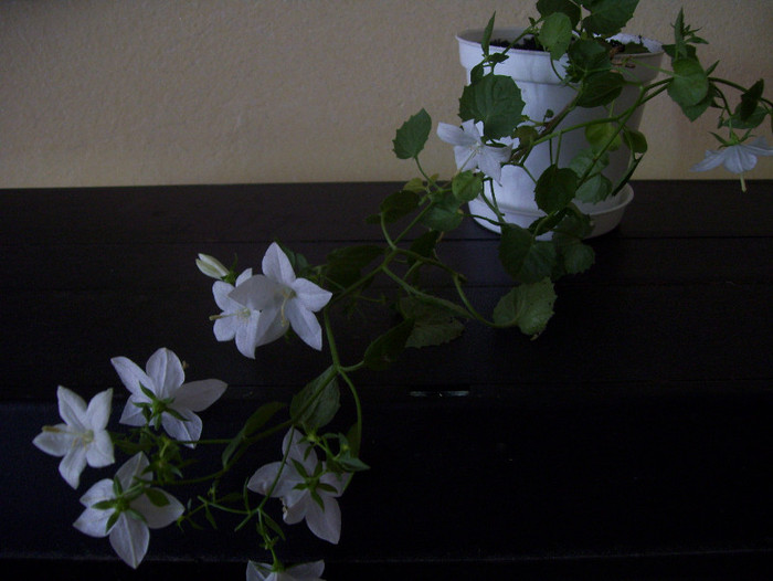 Campanula(multumesc Florentina 37); (pierduta)
