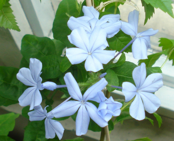 2011 - Plumbago bleu