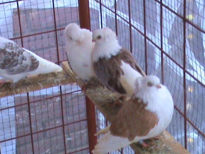 jucdeconstanta1 - Schema cresterii puilor de porumbei