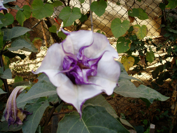 a inflorit - Flori Septembrie-Octombrie-Noiembrie 2011