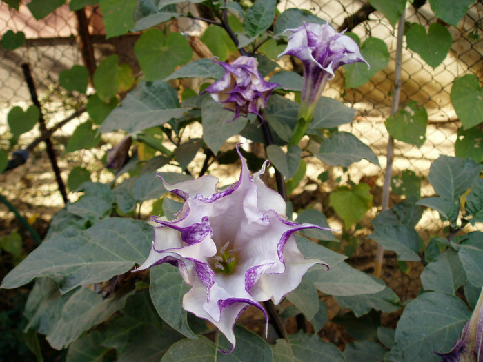 tare lenesa - Flori Septembrie-Octombrie-Noiembrie 2011