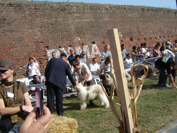 DSC08307 - o noua membra a familiei-MARA-CIOBANESC MIORITIC