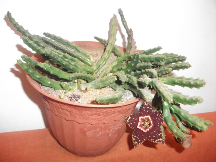 Picture 001 - cactusi si suculente