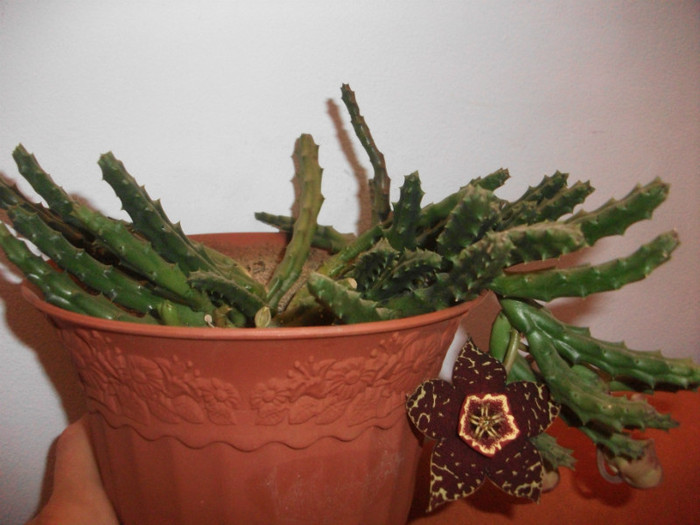 Picture 002 - cactusi si suculente