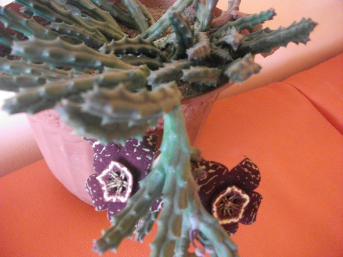 Picture 007 - cactusi si suculente
