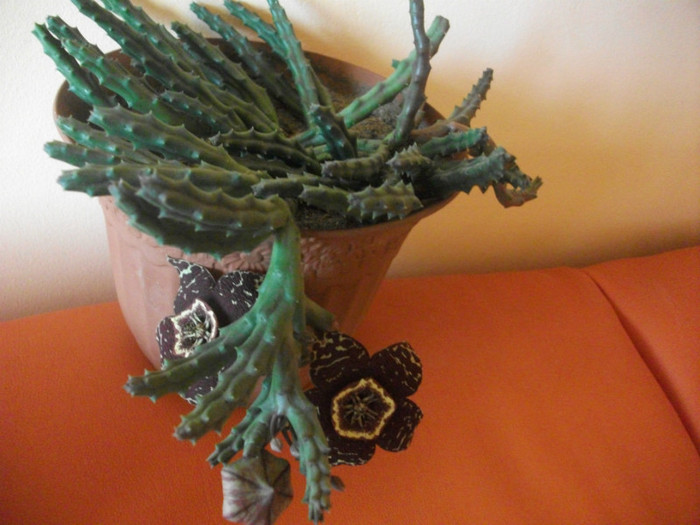 Picture 006 - cactusi si suculente