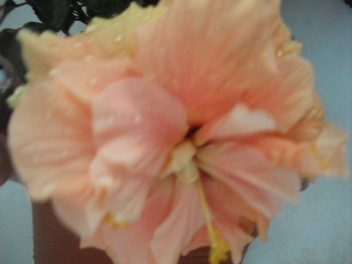 Picture 021 - hibiscusii mei
