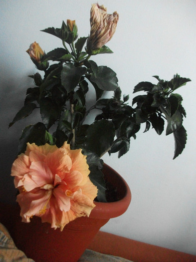 Picture 009 - hibiscusii mei