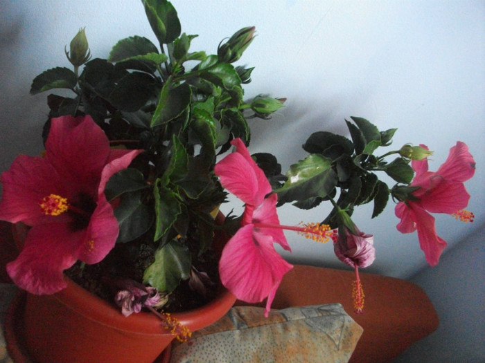 Picture 018 - hibiscusii mei