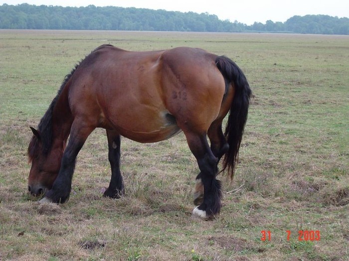 dsc00413 - caii cei mai frumosi