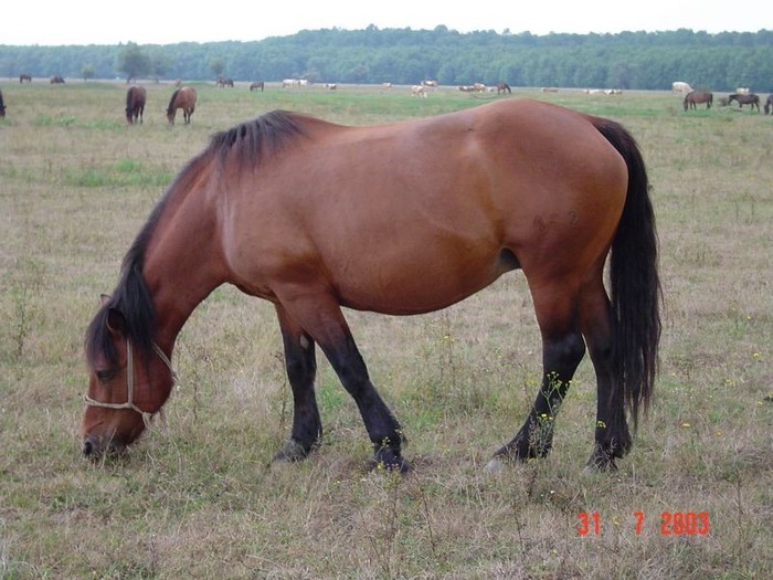 Dsc00419 (1) - caii cei mai frumosi