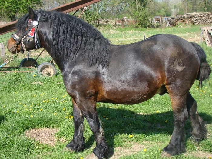 Runolist-220052306 - caii cei mai frumosi
