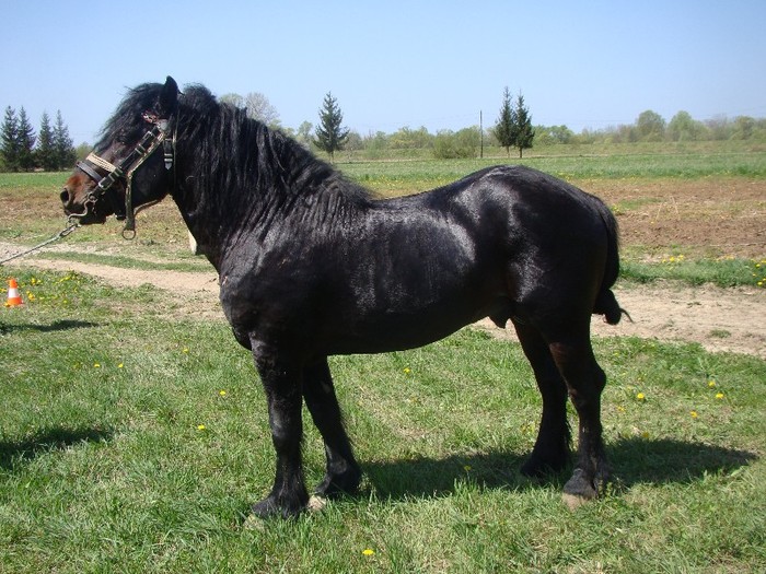 Sokol-220084606 - caii cei mai frumosi