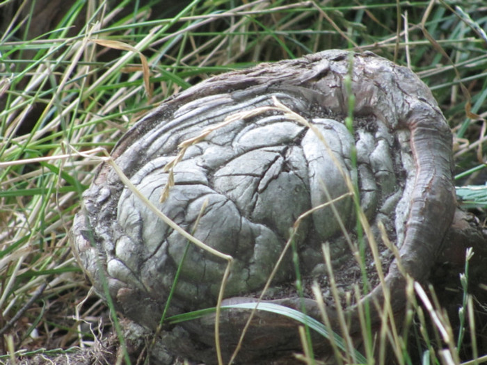 10 07 2011 023 - iulie