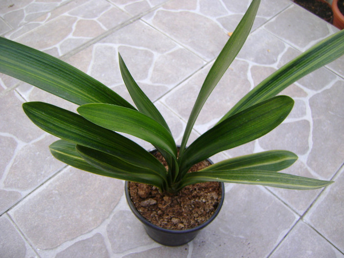 variegated  clivia