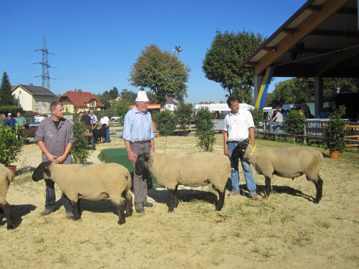 Ferdinand mit Fels - oi suffolk stahrl si texel-Firma kolcsar-Oroszlany