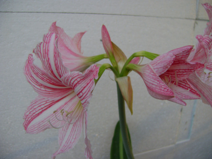  - AMARYLLIDACEAE-Hippeastrum