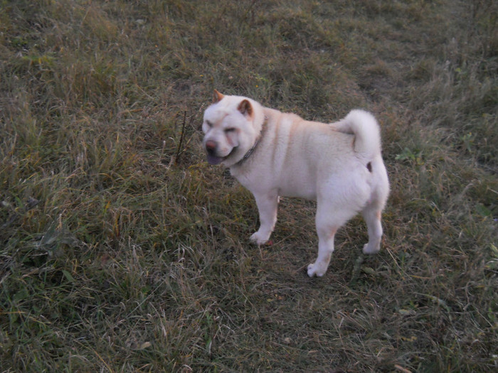 octombrie 2011 028 - sharpei bear coat