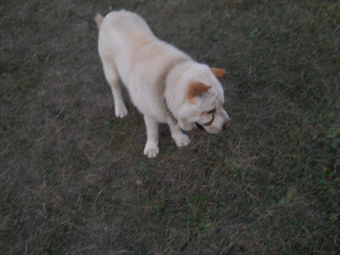 octombrie 2011 014 - sharpei bear coat