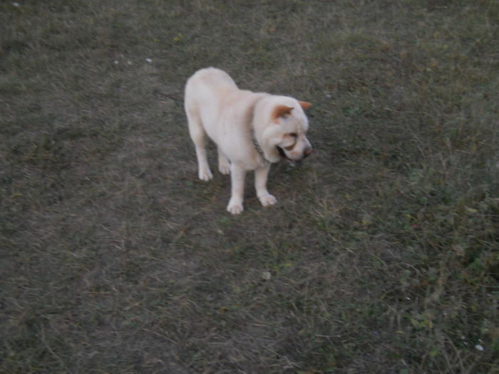 octombrie 2011 015 - sharpei bear coat