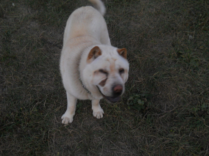 octombrie 2011 010 - sharpei bear coat