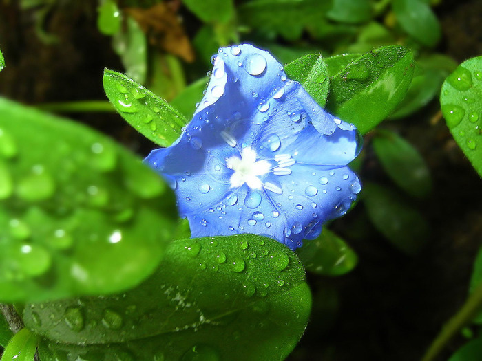 Blue Flower After Rain - ploaia