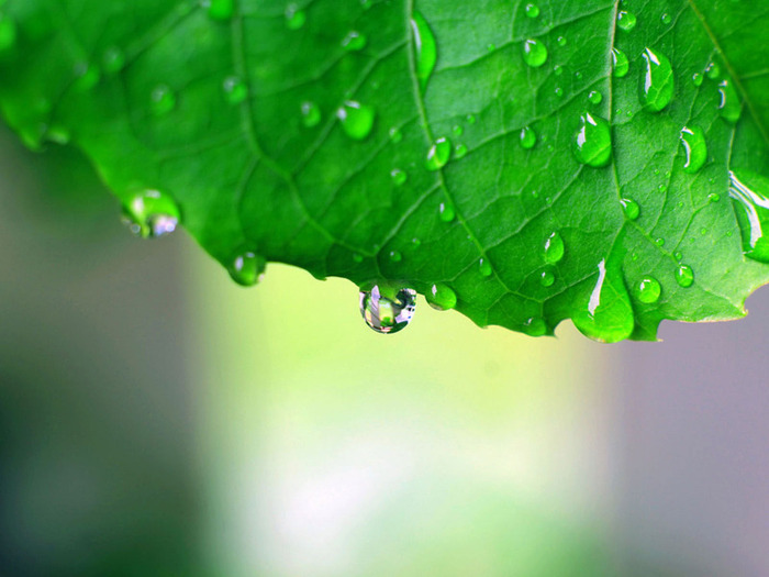 Leaf_After_the_Rain_1600x1200 - ploaia