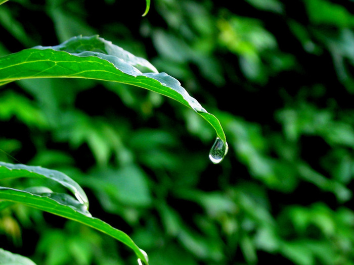 Leaves_in_Rain_1600x1200 - ploaia