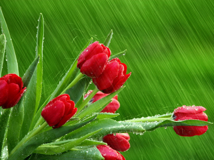 red-tulips-in-the-rain - ploaia