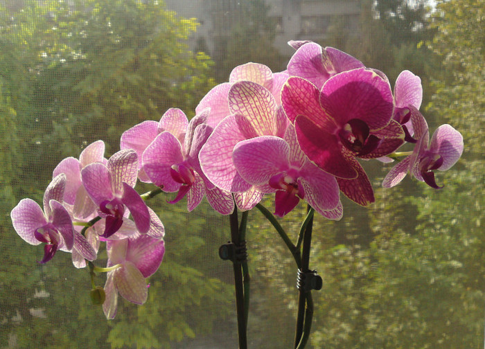  - Orhidee phalaenopsis